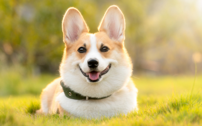 Getting a Divorce? Who will get the custody of the dog?